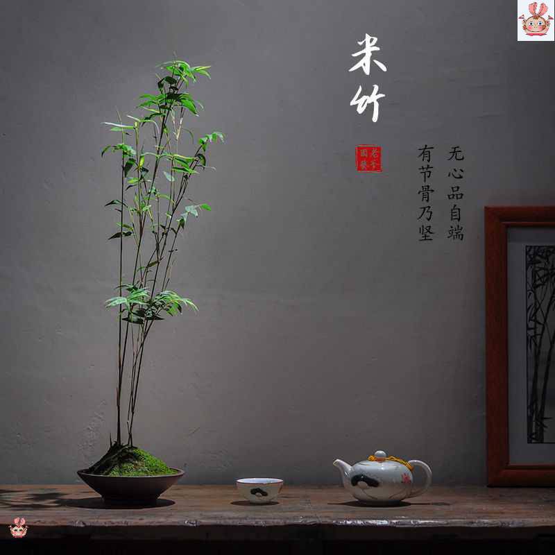 方竹苗竹子君四方形竹子苗室内绿植适合庭院阳台竹盆栽盆景竹子君