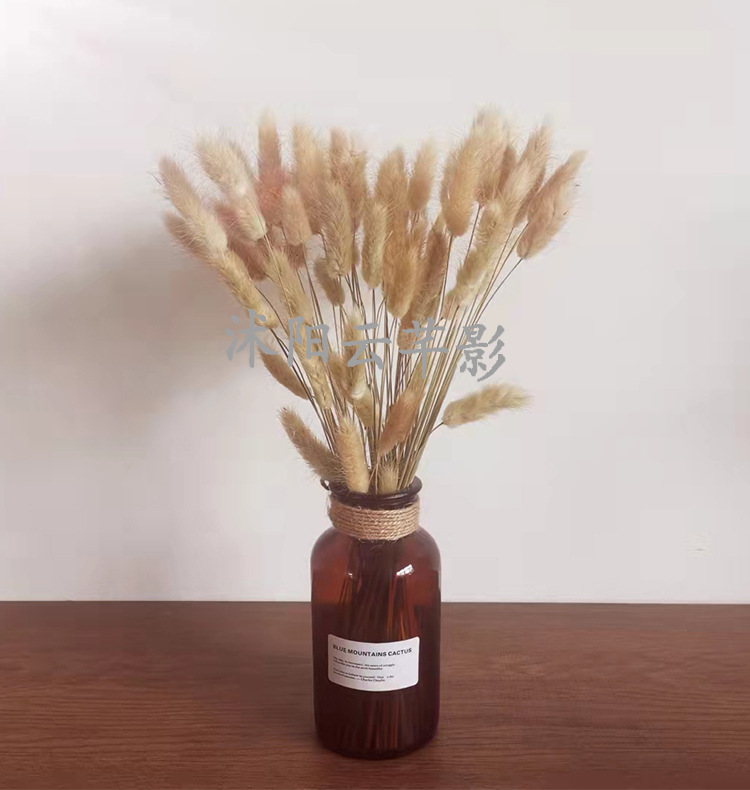 天然拂尘芦苇干花花束真花批发网红蒲苇永生花客厅装饰拍摄道具