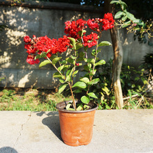 美国紫薇花树苗红火箭红火球南方北方庭院种植盆栽观赏绿化树苗木