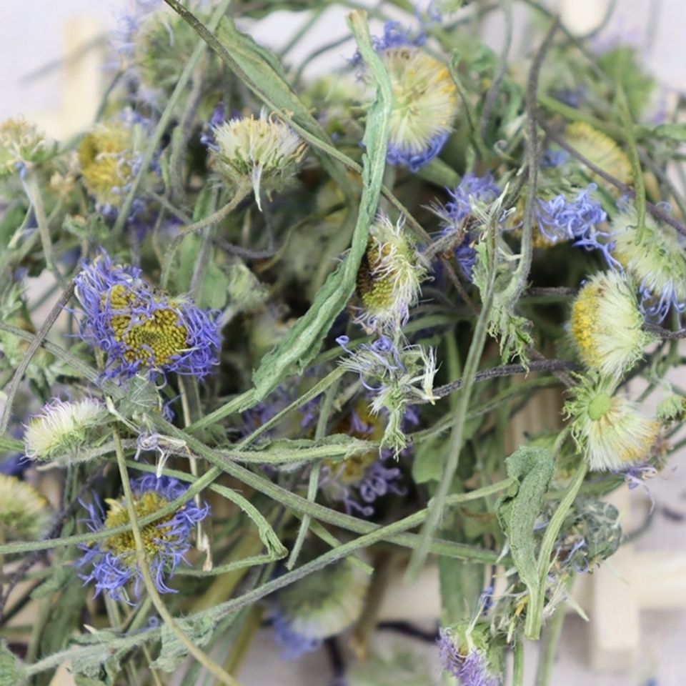 灯盏花灯盏细辛