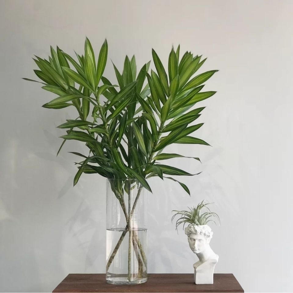 百合竹无根鲜花办公室卧室水养鲜花水培富贵竹荷花竹开运竹水培