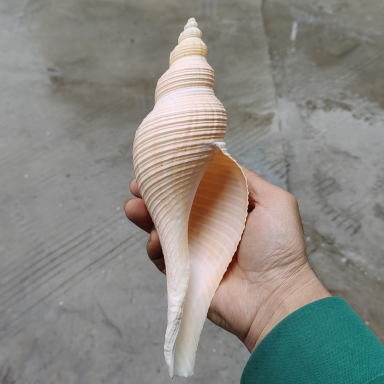 批发 天然大香螺大海螺贝壳 长香螺 号角螺商务礼品其他现代简约