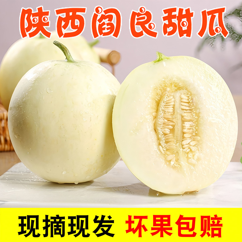陕西阎良老品种小仔甜瓜香瓜白瓜蜜瓜软糯香甜水果新鲜农家种植
