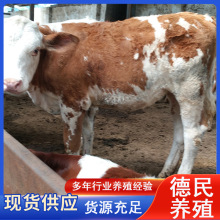 西门塔尔肉牛苗养殖 西门塔尔牛活体肉牛犊价格 怀孕母牛多少钱