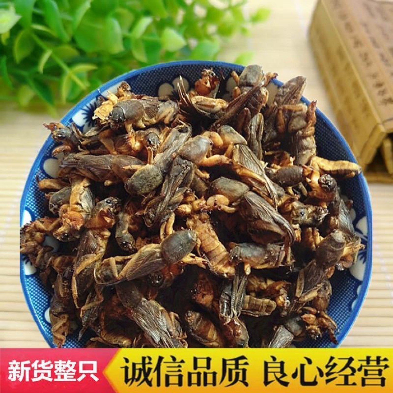蝼蛄干野生精选土狗子蝼蛄药材地狗蝗虫医用蝼蛄五谷虫免费代打粉