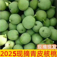 鲜核桃野生青皮鲜核桃湿药用新鲜未成熟青核桃山核桃送夹子送手套
