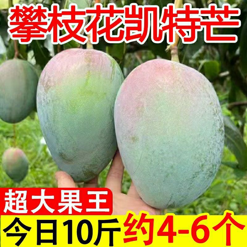 四川攀枝花凯特芒果新鲜10斤当季水果应季整箱包邮热带大青皮芒果