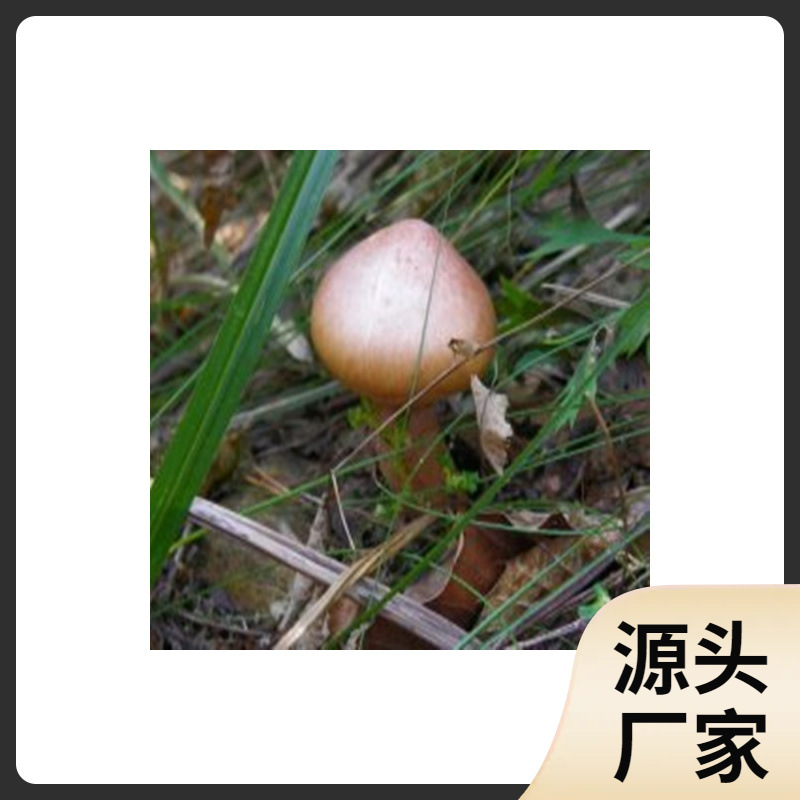 东北特产红蘑 野生红蘑菇干货 松树伞松蘑菇肉蘑钉菌250g包邮