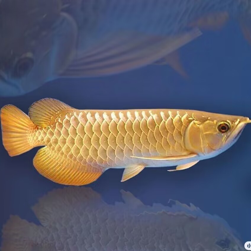 金龙鱼闪闪发光精美红龙赛级品质亚马逊鱼盲发银龙高端玩家必备