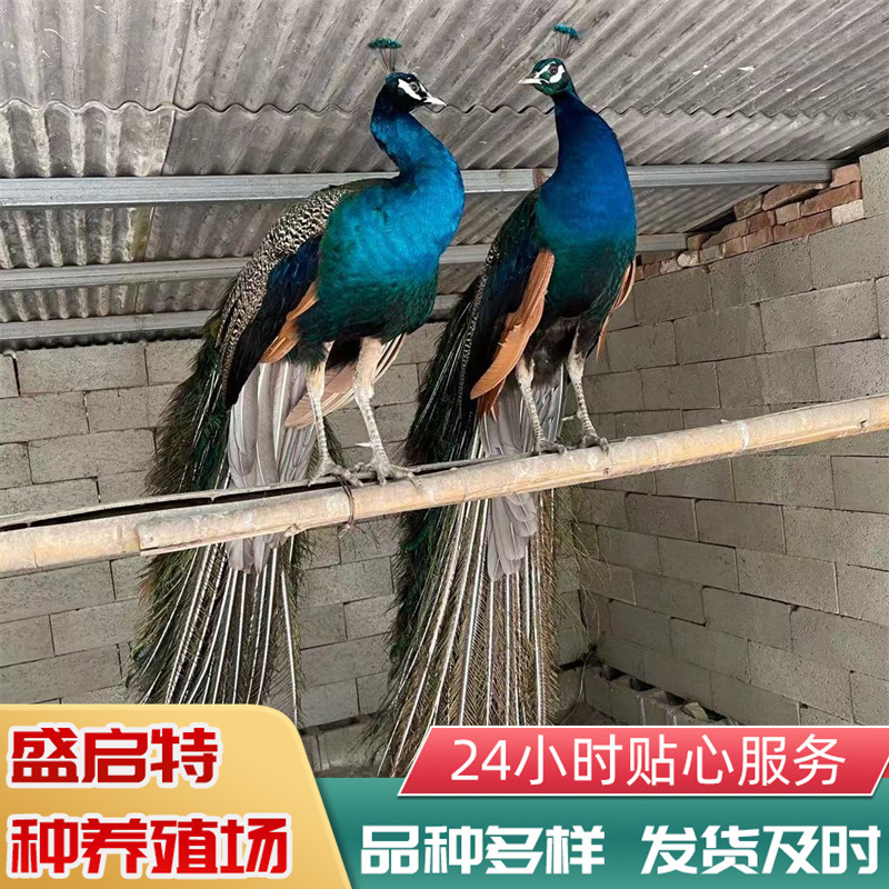 全国快递包邮孔雀鸟孔雀苗活幼苗宠物鸟活物观赏鸟一对宠物小孔雀