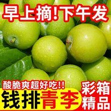 【现摘现发】酸脆三月李子新鲜当季水果青李一整箱包邮1/5斤现摘