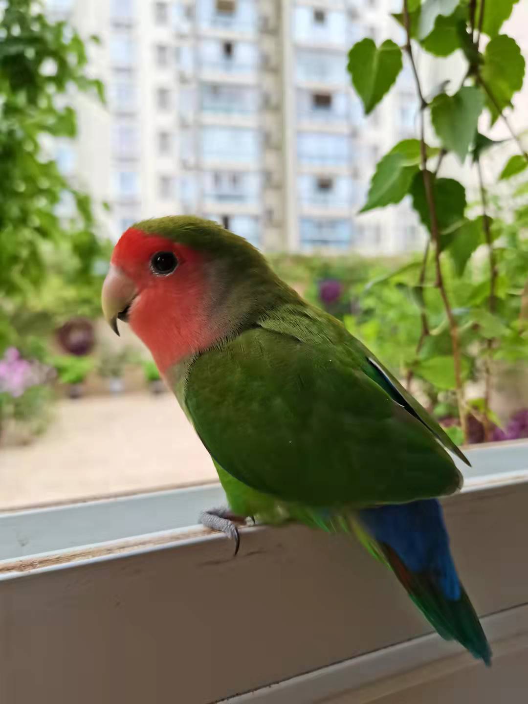 鹦鹉活体情侣牡丹合法桃脸牡丹鹦鹉活体鸟顺丰发货包活包健康