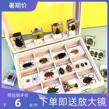 真蝴蝶树脂教具昆虫标本甲虫动物蝗虫蚂蚁海洋蜻蜓蜜蜂鱼儿童礼物