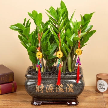 金钱树盆栽植物室内客厅大棵盆景花卉好养乔迁开业送礼办公室绿植