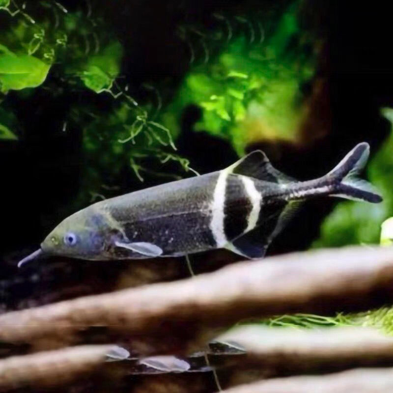 非洲象鼻子鱼观赏鱼淡水活体热带精品冷门耐活好看有鼻子新品种鱼