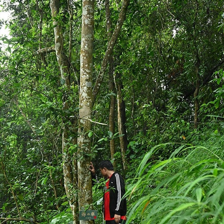 2024年春茶预售易武遗世高杆树高约20米仅15棵【预