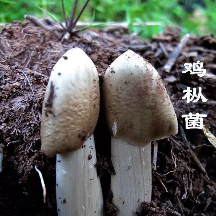 野生鸡枞菌菌种