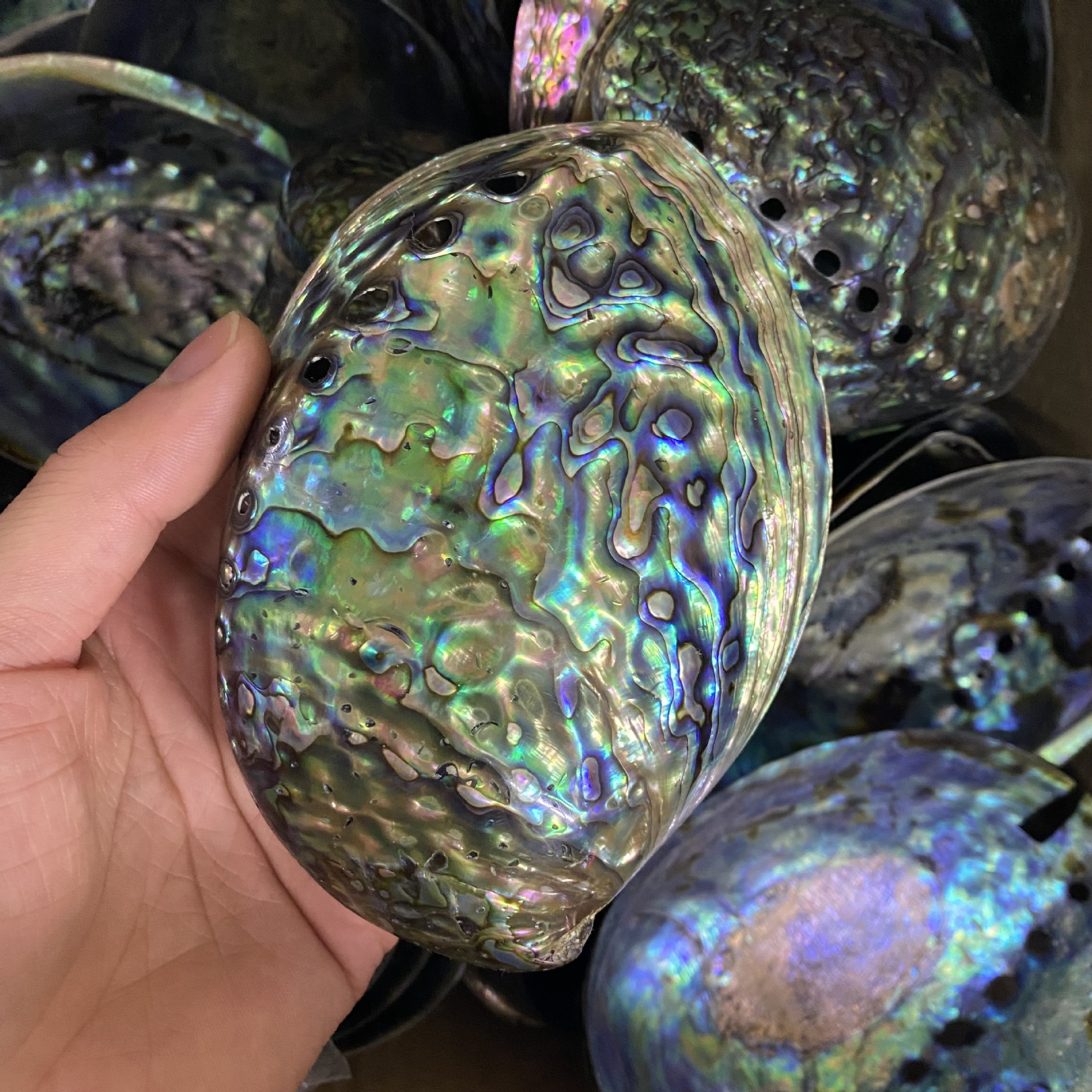 10-13cm新西兰鲍鱼贝 鱼缸水族天然贝壳 蓝色鲍鱼壳 贝壳 鲍鱼壳