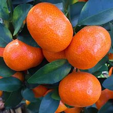 现货正宗沙糖桔新鲜金秋砂糖橘子10斤蜜桔子纯甜应季水果整箱包邮