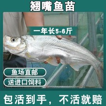 大品种优质翘嘴鱼苗路亚鱼白刁鱼苗淡水养殖大翘壳活体养殖包活