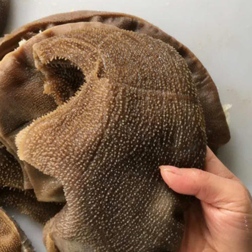 斤装新鲜毛肚大叶片牛百叶商用火锅食材牛肚杂冒菜冰鲜批发