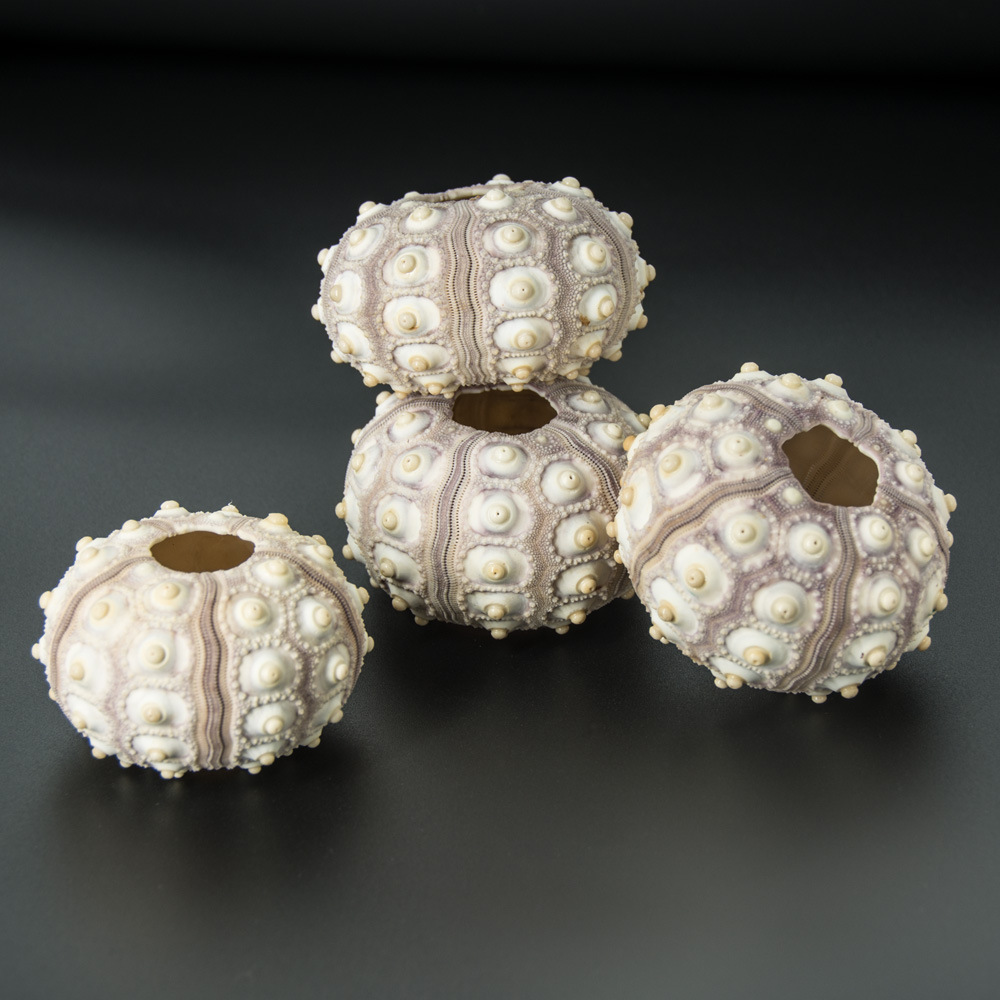 福海人家/灯笼海胆壳 海洋生物标本海螺贝壳装饰工艺品海胆壳