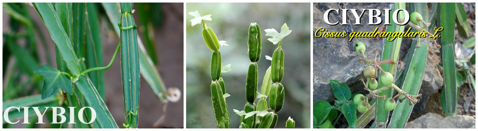 供应:方茎青紫葛提取物10:1 翡翠阁提取物