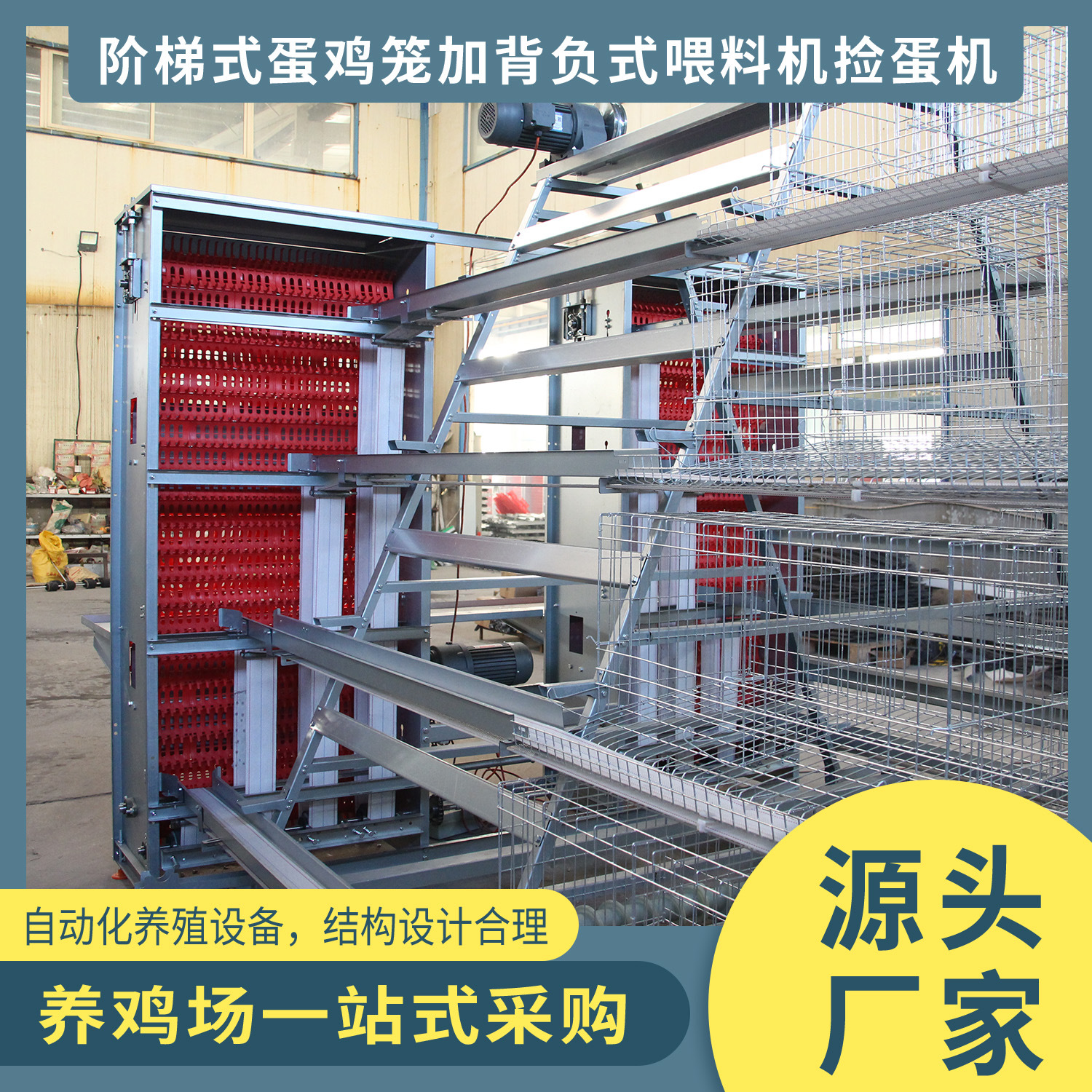 阶梯式机械小鸡笼子养鸡笼自动化养殖设备喂料机捡蛋机