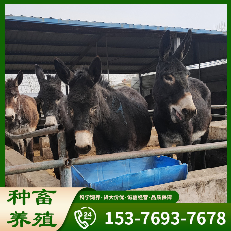 德州驴 肉驴苗种苗价格 5个月左右的驴苗作用 三粉驴养殖