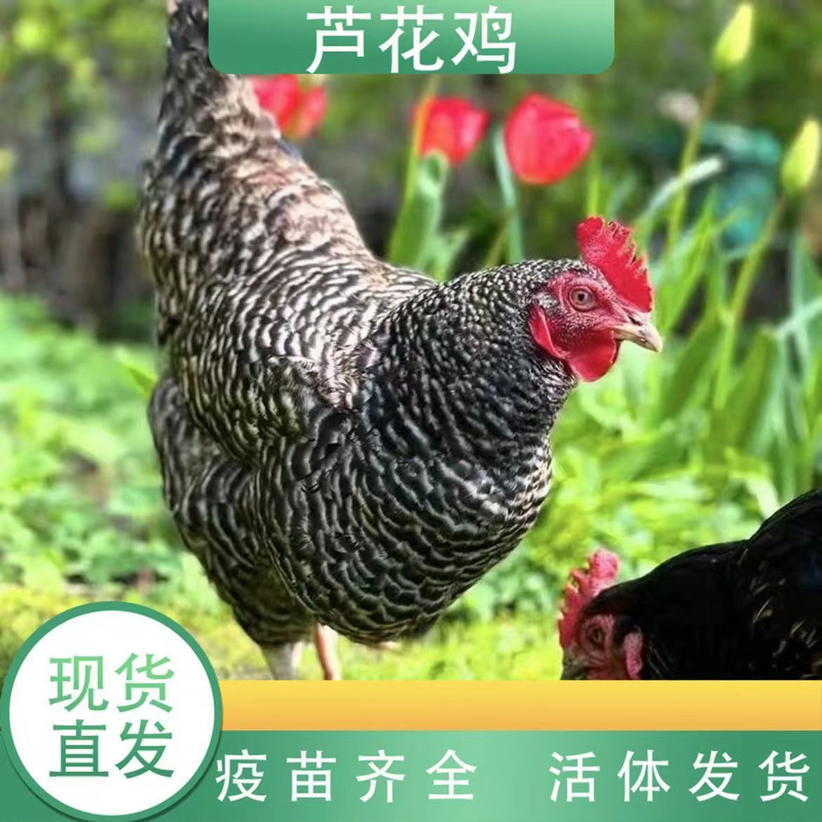 活体芦花鸡苗 一个月的活体脱温鸡苗价格 山东汶上芦花鸡苗小鸡苗