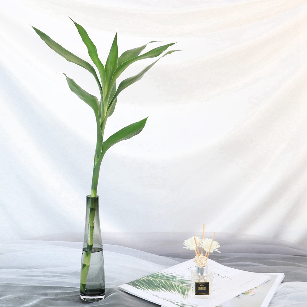 【富贵竹】可生根 颜色翠绿 云南基地直发 绿色水培植物