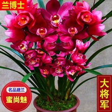 名贵兰花苗浓香型【大将军】建兰室内盆栽四季兰花卉阳台绿其他