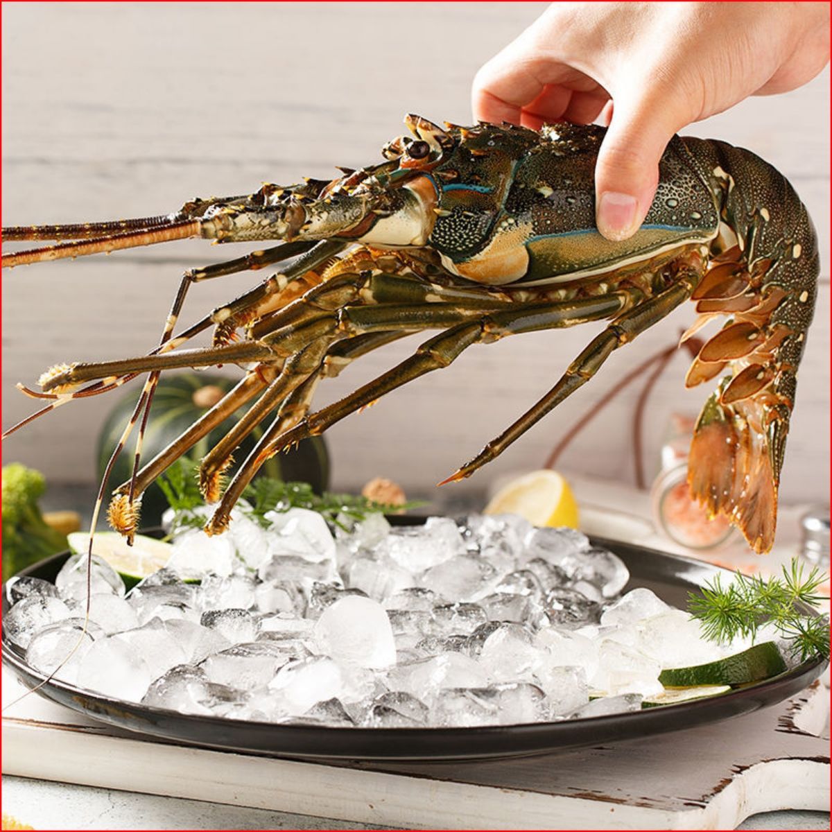 大青龙虾鲜活冷冻大龙虾冰鲜野生澳洲龙虾古巴龙批发【首单直】