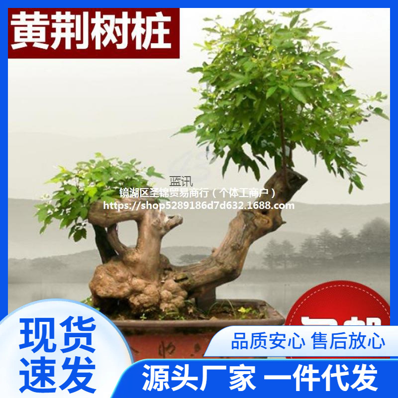 精品黄荆树桩舍利镂空疙瘩老桩庭院阳台盆景素材练手易活盆栽绿植