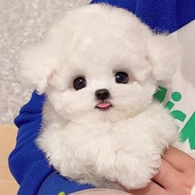 自家养的纯种公比熊,两岁多了,按时打疫苗,需要配种的母比熊可