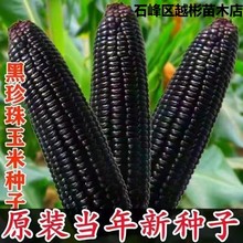 黑甜糯玉米黑糯玉米种子耐高温紫玉米种籽四季大田春夏蔬菜种子