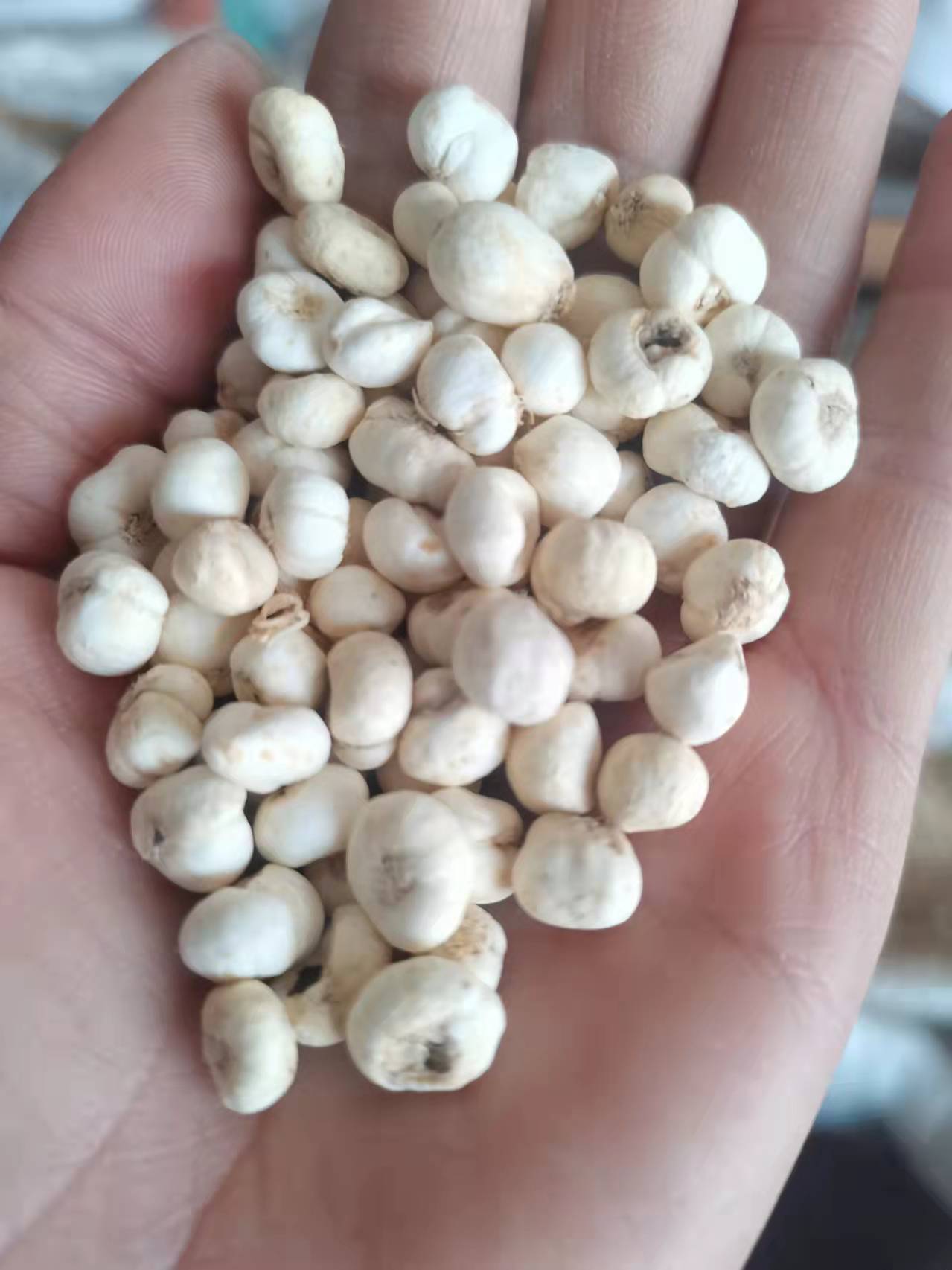 平贝母新货川贝母产地货源中药材批发贝母各种规格现货承接大货贝