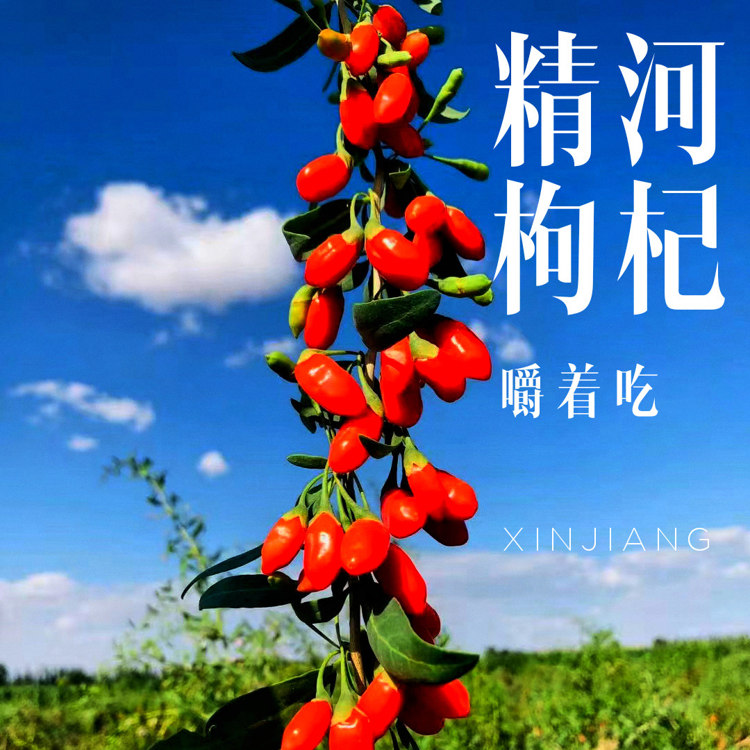 2021新货新疆精河枸杞枸杞子红枸杞大颗粒大果新疆发货代销代发