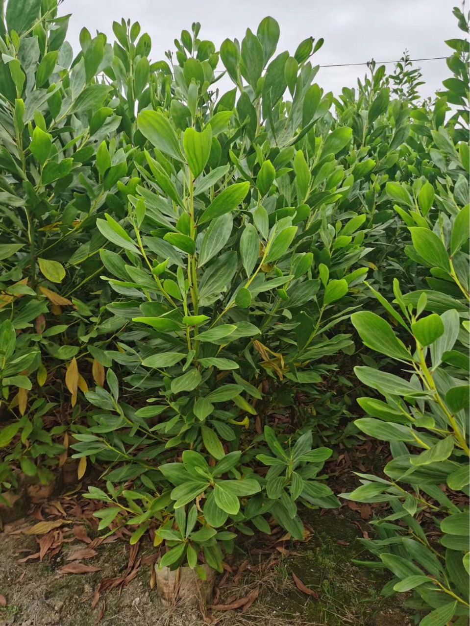 广东普宁复绿 造林 马占相思树苗 大叶相思细叶相思白布袋苗 杯苗