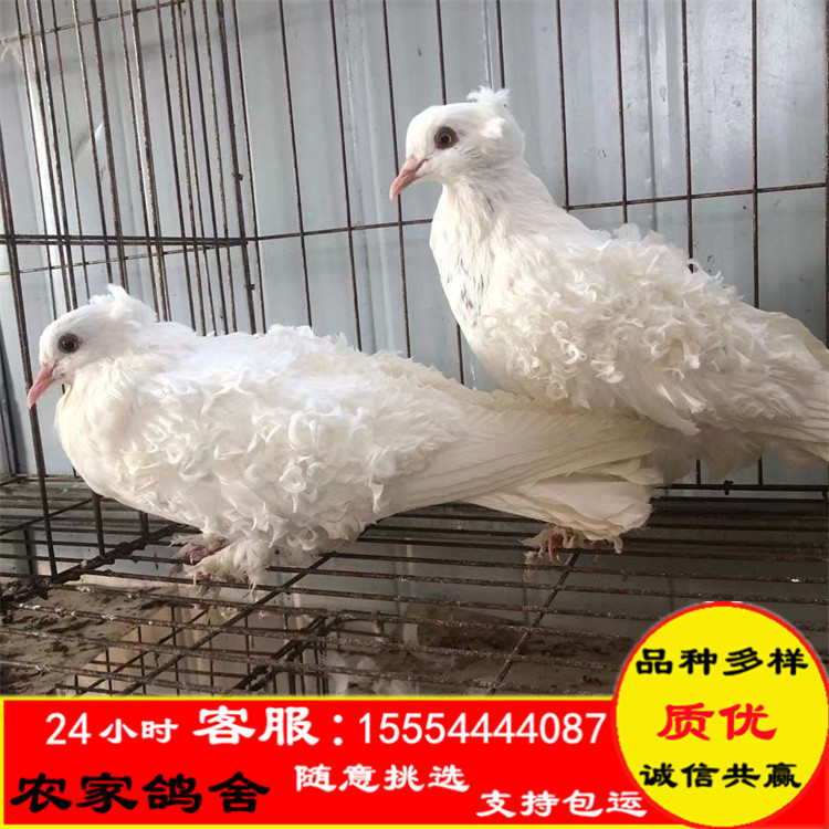 马甲凤尾鸽种鸽价格,黄色马甲凤尾观赏鸽价格优惠