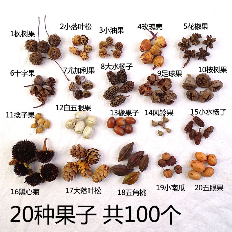 手工diy果子30种150个天然果实橡果松果幼儿园环创-阿里巴巴