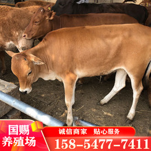 涨势快的小牛犊牛苗 鲁西黄牛 肉牛育肥牛可运输货到付款