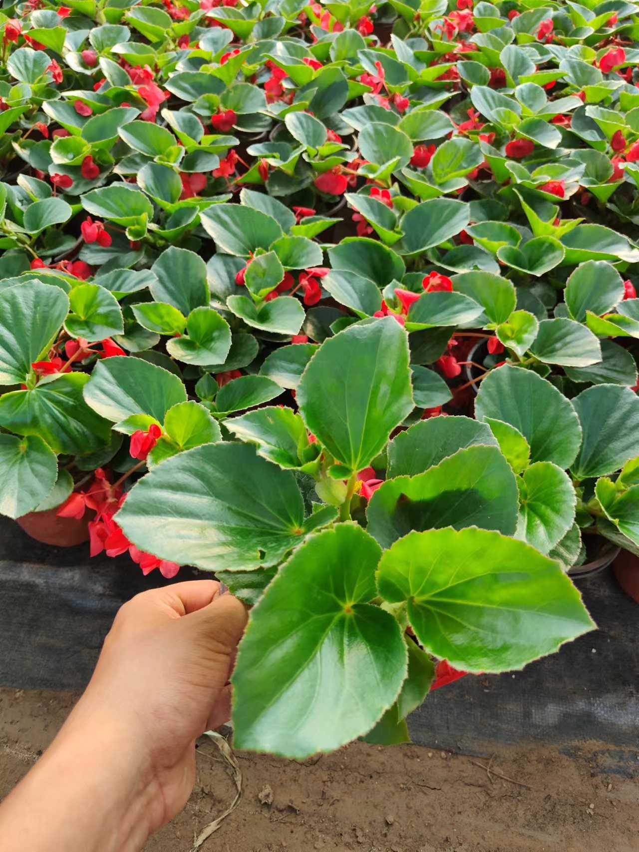 大花秋海棠四季开花带花发货室内阳台庭院绿化花卉绿植盆栽包邮