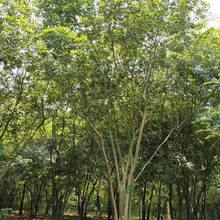 基地批发移栽乔木丛生朴树 优良丛生朴树景观树 园林绿化景观大树