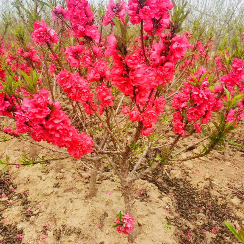 核桃苗吊瓜种子重楼种子莲雾果树基地批发洒金碧桃树苗 种植别墅庭院