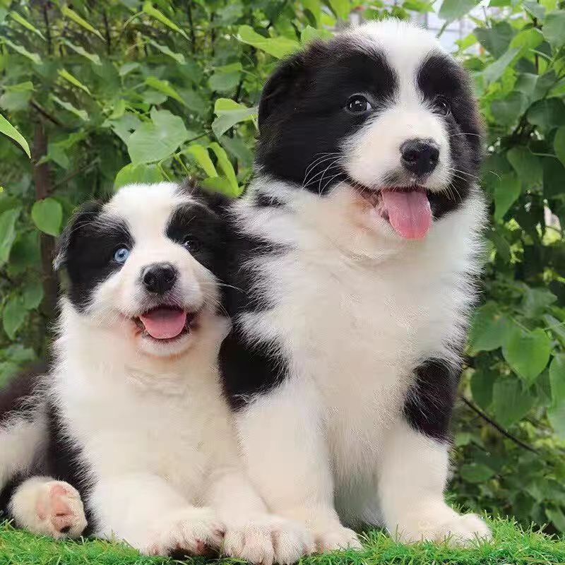 纯种边境牧羊犬幼犬活体双血统三通七白黑白陨石红色边牧幼崽宠物