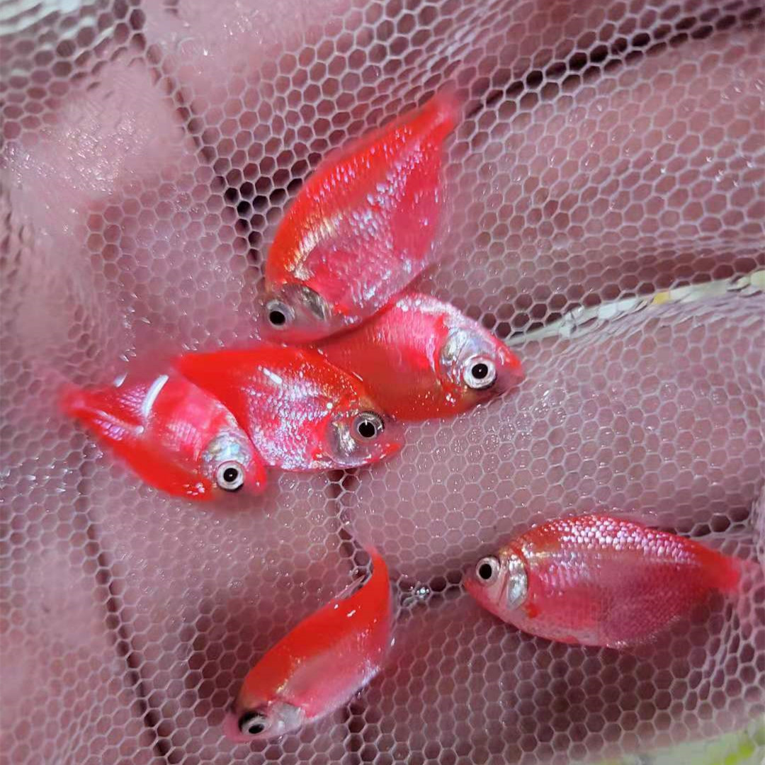 红衣天使鱼活体 热带观赏鱼天使鱼草缸鱼 渔场直销红衣天使鱼批发