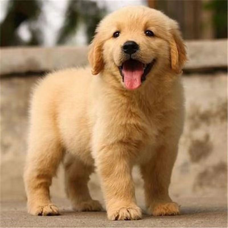 金毛幼犬纯种金毛中型犬宠物狗狗活物真狗纯种赛级金毛幼犬-阿里巴巴