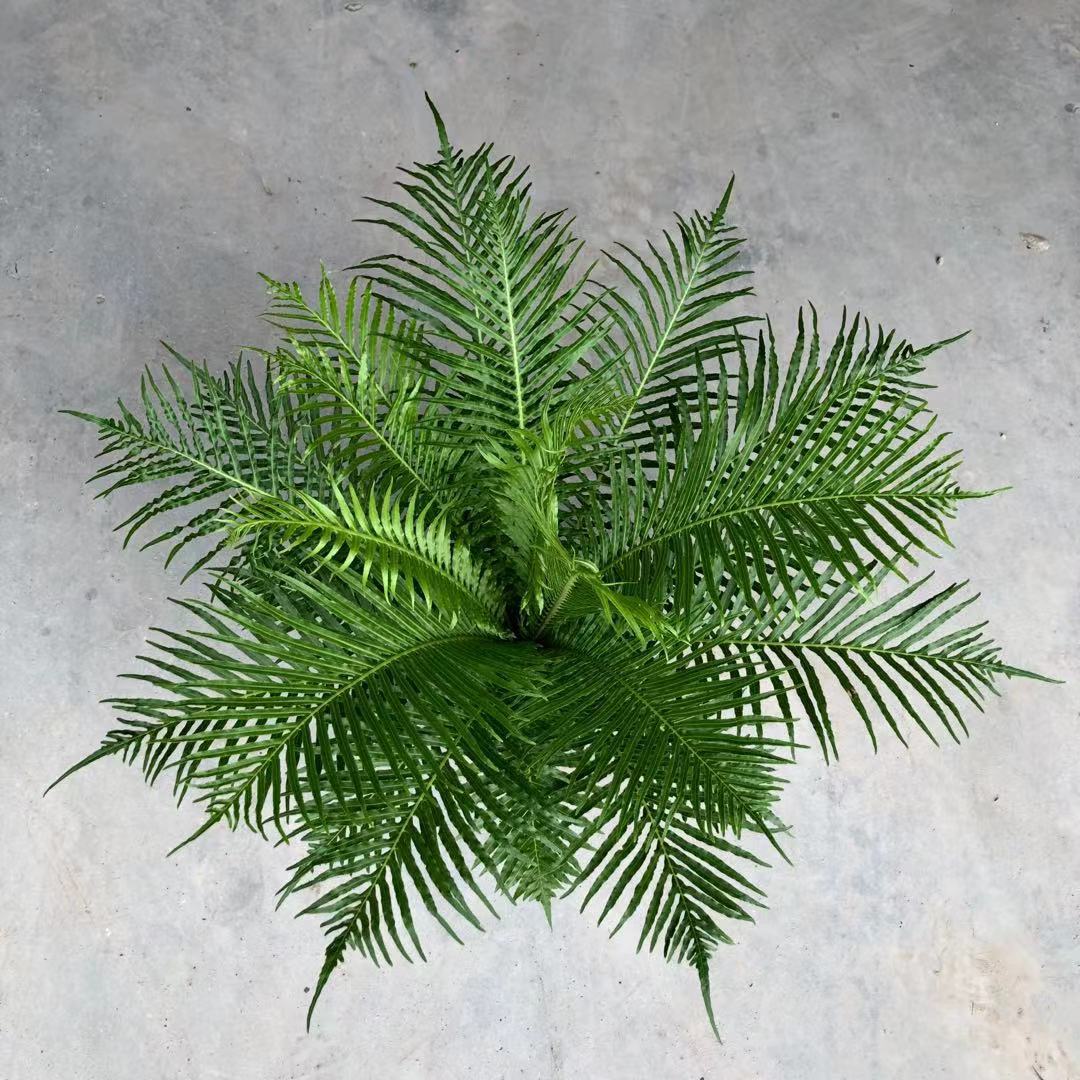 广州批发 观赏蕨类230#富贵蕨 霸王蕨 威武蕨 观叶雨林植物