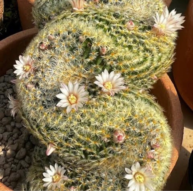 明星缀化开花仙人球多肉植物基地直发-阿里巴巴